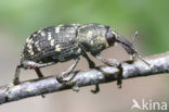 Grote dennensnuitkever (Hylobius abietis)