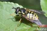 Hoverfly (Chrysotoxum cautum)