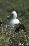 Grote Fregatvogel (Fregata minor)