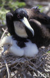 Grote Fregatvogel (Fregata minor)