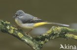 Grote Gele Kwikstaart (Motacilla cinerea)