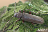 rusty long-horned beetle (Arhopalus rusticus
