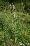 Grote kaardebol (Dipsacus fullonum)