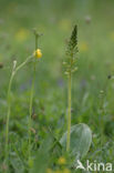 Grote keverorchis (Neottia ovata