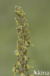 Common Twayblade (Neottia ovata