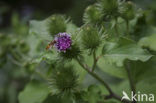 Greater Burdock (Arctium lappa)