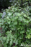 Greater Burdock (Arctium lappa)