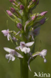 Grote muggenorchis (Gymnadenia conopsea) 