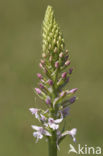 Grote muggenorchis (Gymnadenia conopsea) 