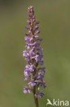 Fragant Orchid (Gymnadenia conopsea)