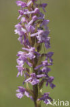 Grote muggenorchis (Gymnadenia conopsea) 