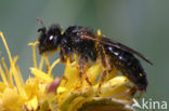 Grote roetbij (Panurgus banksianus)