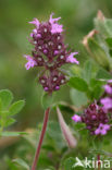 Grote tijm (Thymus pulegioides) 