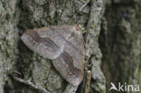 Dotted Border (Agriopis marginaria)