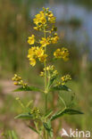 Grote wederik (Lysimachia vulgaris)