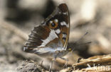 Grote weerschijnvlinder (Apatura iris) 