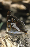 Grote weerschijnvlinder (Apatura iris) 