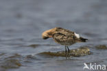 Black-tailed Godwit (Limosa limosa) 