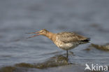 Black-tailed Godwit (Limosa limosa) 