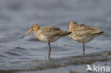 Black-tailed Godwit (Limosa limosa) 