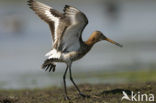 Black-tailed Godwit (Limosa limosa) 