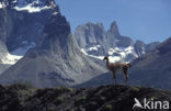 Guanaco (Lama guanicoe)