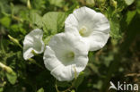 Haagwinde (Convolvulus sepium)