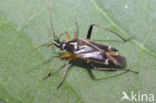 Harpocera thoracica