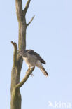 Goshawk (Accipiter gentilis)