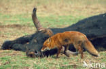 Heck cattle