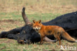 Heck cattle