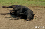 Heck cattle
