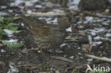 Heggemus (Prunella modularis)