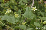 Heggerank (Bryonia dioica)