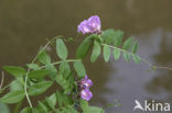 Heggewikke (Vicia sepium)