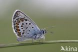 Heideblauwtje (Plebejus argus) 