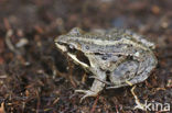 Heikikker (Rana arvalis) 