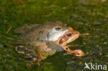 Heikikker (Rana arvalis) 