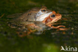 Moor Frog (Rana arvalis)