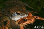 Heikikker (Rana arvalis) 