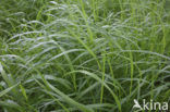 Purple Small-reed (Calamagrostis canescens)