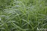 Hennegras (Calamagrostis canescens)