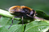 Hommelbijvlieg (Eristalis intricaria)