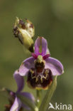 Hommelorchis (Ophrys holoserica