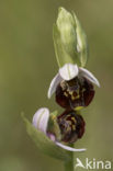 Late Spider Orchid (Ophrys holoserica