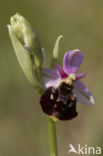 Late Spider Orchid (Ophrys holoserica