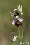 Late Spider Orchid (Ophrys holoserica