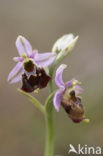 Late Spider Orchid (Ophrys holoserica