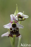 Late Spider Orchid (Ophrys holoserica