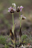 Hommelorchis (Ophrys holoserica